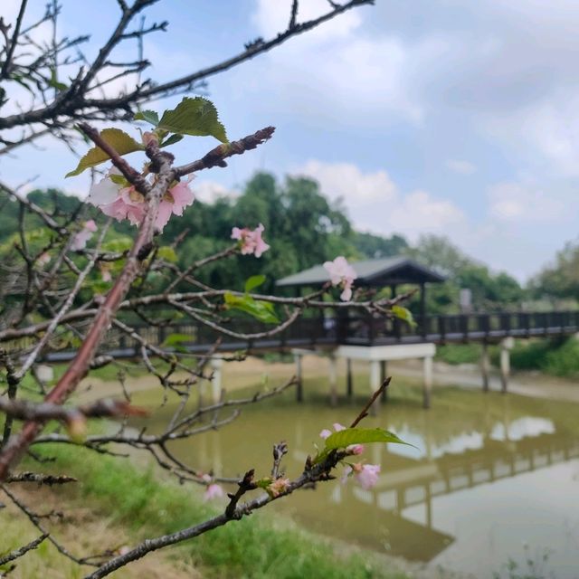 #櫻花盛開