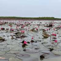 Lotus Paradise: Exploring the Beauty of Thale Noi in Phattalung!