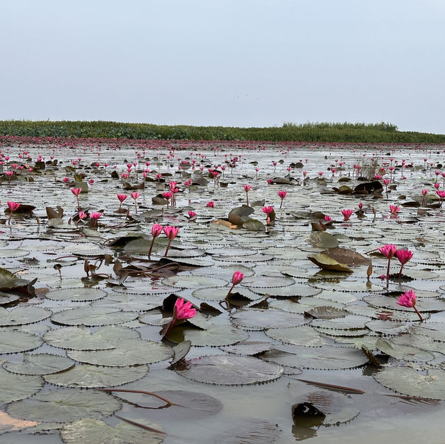 Lotus Paradise: Exploring the Beauty of Thale Noi in Phattalung!