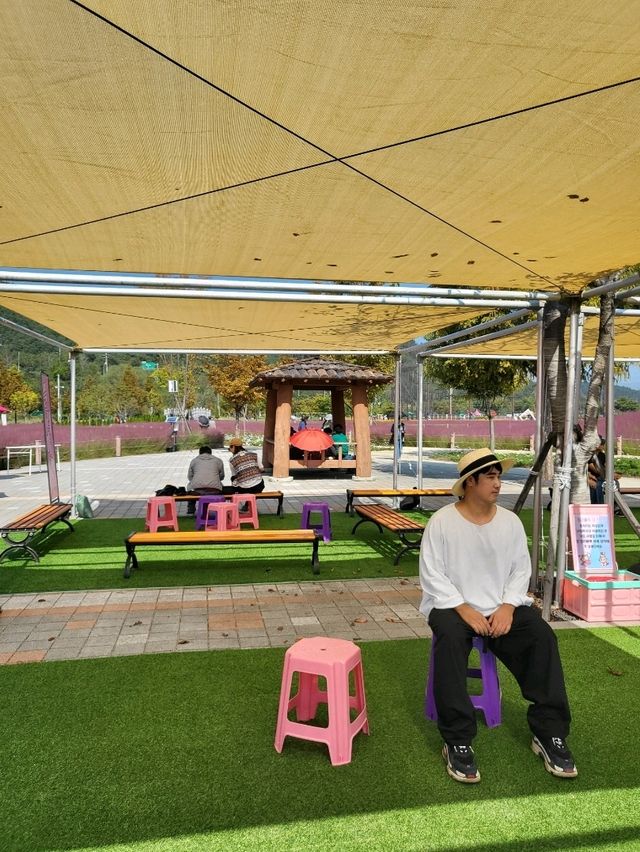 내년이 다시 기대되는 핑크뮬리 핫플