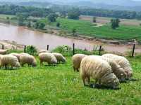 𝐀𝐛𝐨𝐧𝐳𝐨 𝐘𝐚𝐦𝐚 𝐌𝐢𝐭𝐬𝐮 🐑