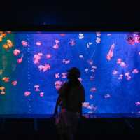 พาเที่ยวอควาเรียมกวางโจวZhengjia Polar Ocean World