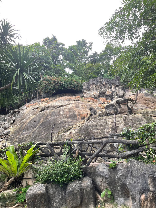 สวนสัตว์เชียงใหม่🐼