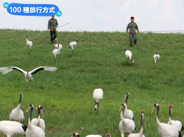 丹頂鶴的故鄉：黑龍江齊齊哈爾-扎龍自然生態濕地