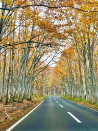 【青森】１４kmに及ぶ美しすぎる渓流✨