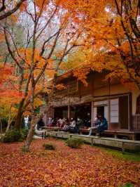 【紅葉特集】予約情報付き‼️全国で珍しい額縁に入った紅葉が見られる絶景スポット🍁 