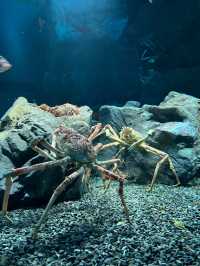 เที่ยว Kaiyukan Aquarium Osaka