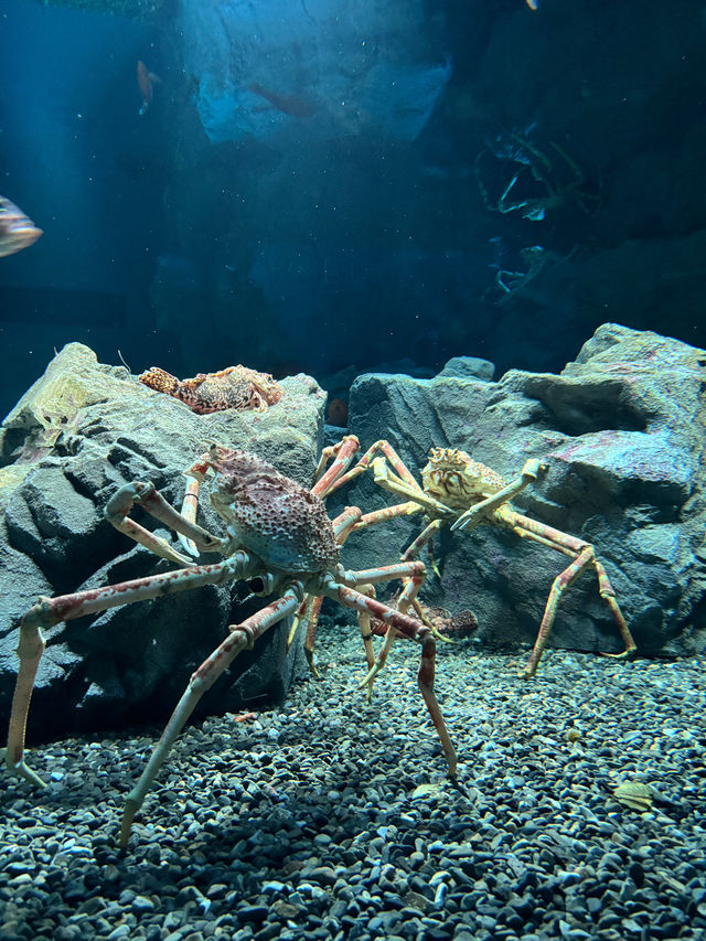 เที่ยว Kaiyukan Aquarium Osaka