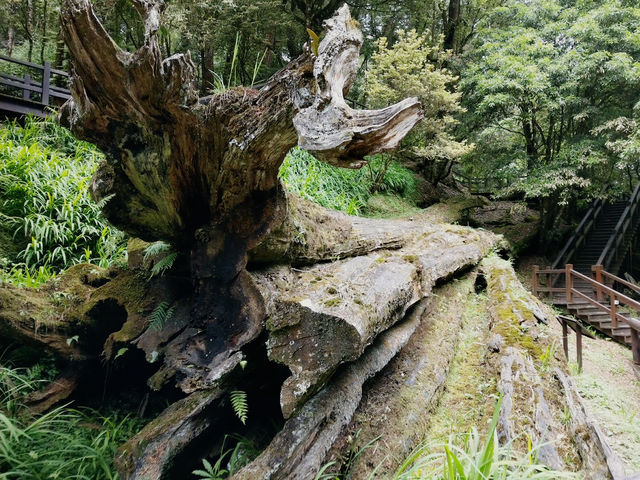 阿里山神木遺跡✨歷史與自然的交融✨