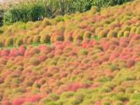 【茨城県】色とりどりの花の競演！国営ひたち海浜公園