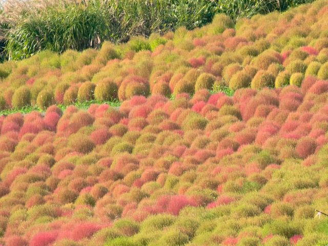 【茨城県】色とりどりの花の競演！国営ひたち海浜公園