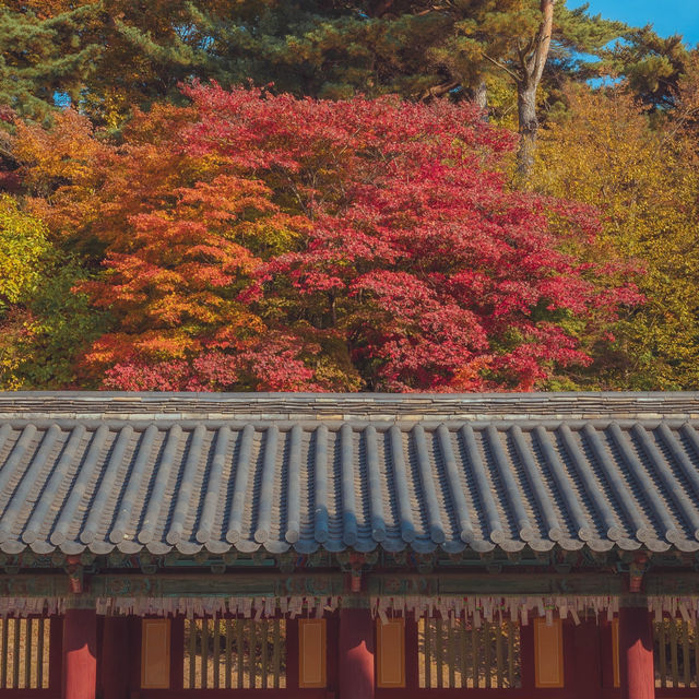 가을 붉은단풍으로 물든 천년의 역사“경주 불국사”