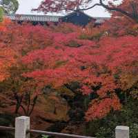 🇯🇵京都「東福寺」市區楓葉🍁頂流，楓葉之王威名當之無愧！