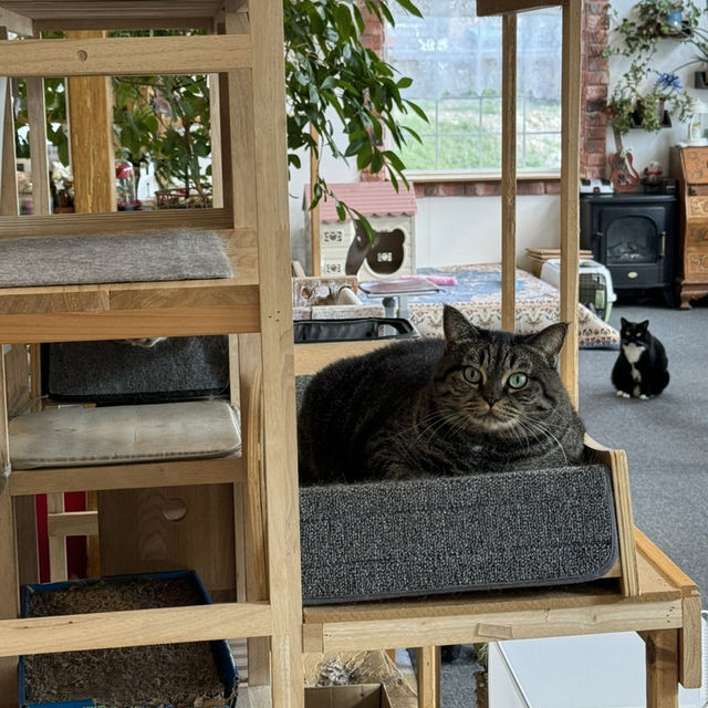 대전 근교 너무 예쁜 금산 펜션! 고양이 세상 펜션🐱