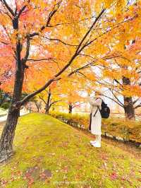 メタセコイアやもみじの紅葉が美しい公園【福井】