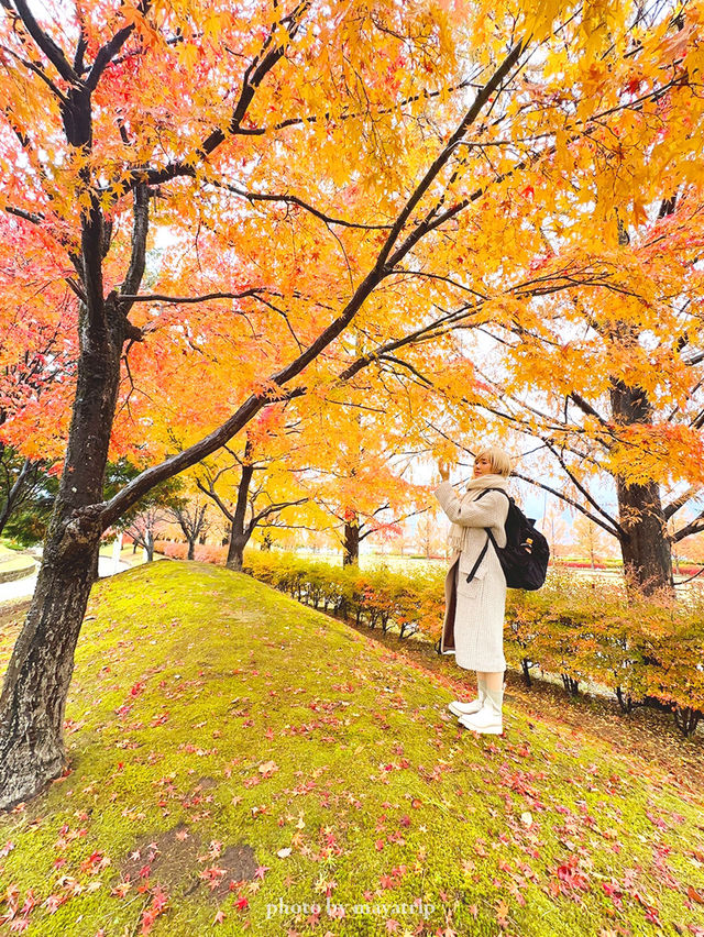 メタセコイアやもみじの紅葉が美しい公園【福井】