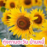 ทุ่งทานตะวัน บ้านหมี่  ลพบุรี