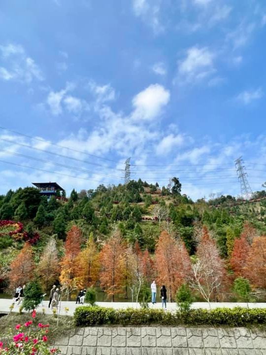 苗栗夢幻漸層落羽松