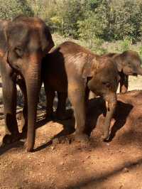 Elephant Sanctuary Chiang Mai: A Heartwarming Experience