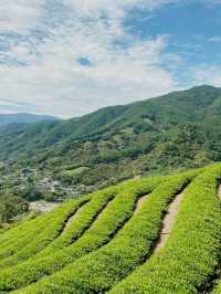 지리산 자락의 초록 물결, ‘정금차밭’ 🍃