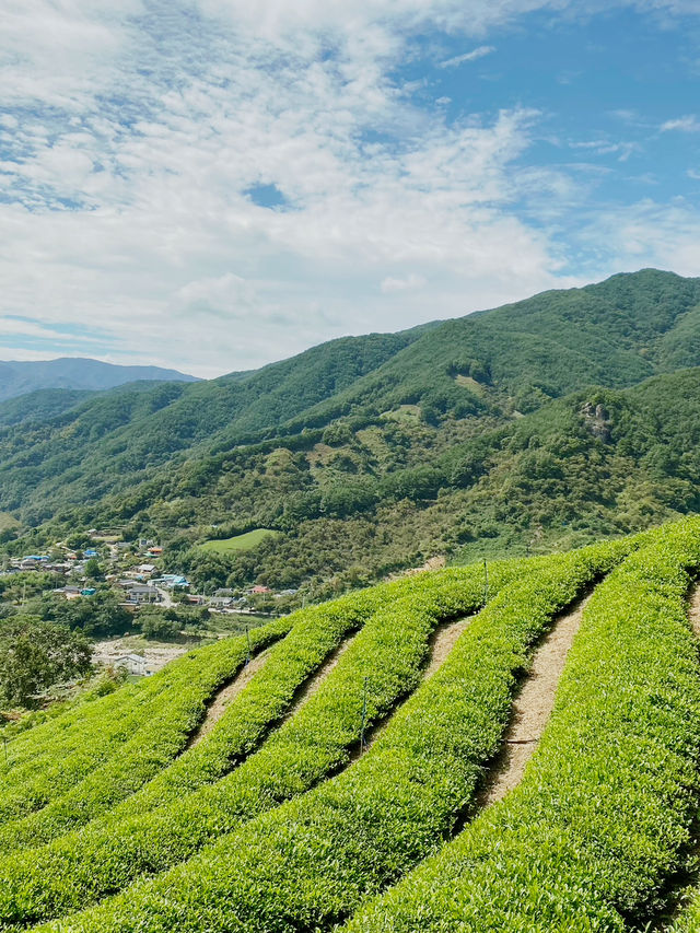 지리산 자락의 초록 물결, ‘정금차밭’ 🍃
