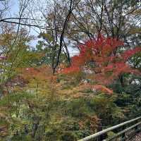 【岐阜観光】岐阜の自然を満喫できる絶景スポット