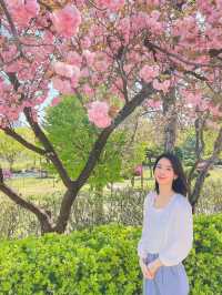 서울 벚꽃명소 🌸 보라매공원 겹벚꽃 보기