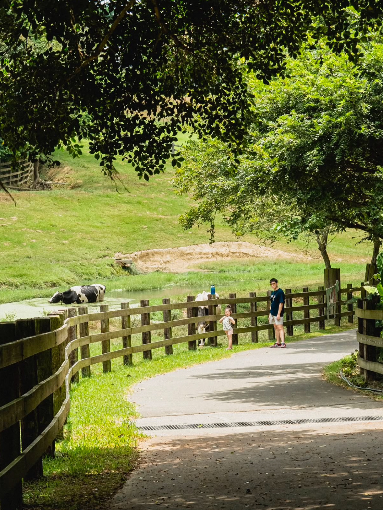 Miaoli | Flying Cow Ranch, Enjoy Leisurely Ranch Time with Animals!