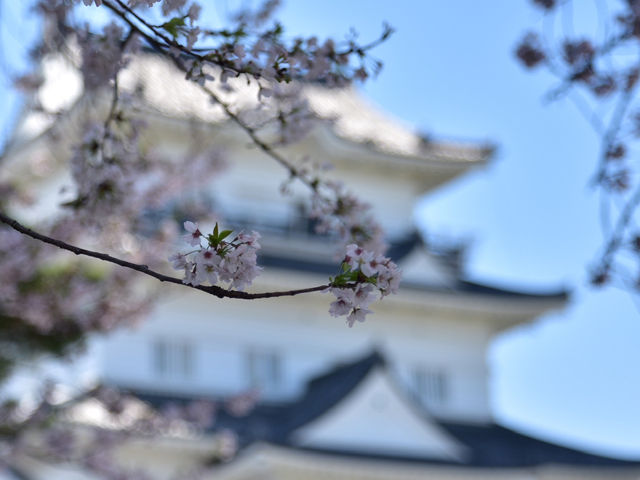 《小田原》名城の春景色