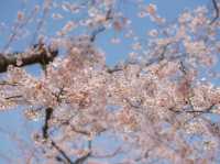 พลาดไม่ได้ ชมซากุระสุดสวยที่ป้อมดาวโกเรียวกากุ 🌸