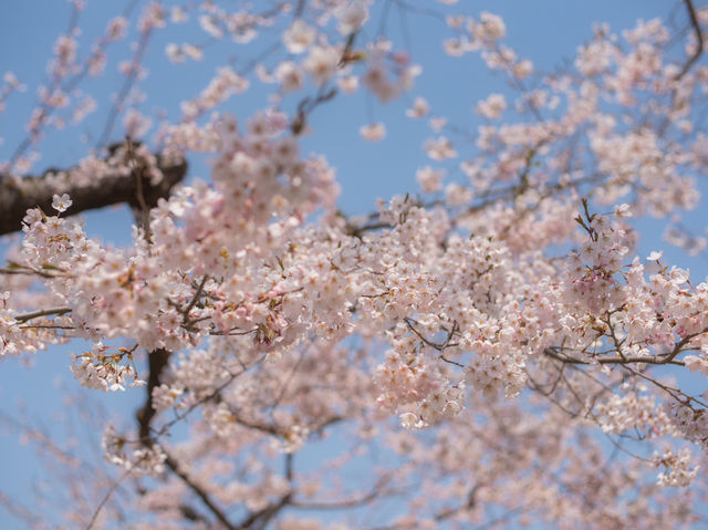 พลาดไม่ได้ ชมซากุระสุดสวยที่ป้อมดาวโกเรียวกากุ 🌸
