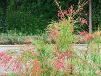 Plants at Palawan beach