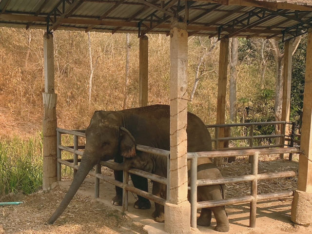 🇹🇭치앙마이 코끼리와 함께하는 타완 리버사이드 숙소🐘