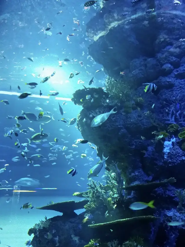 Ocean of Love: A Couple’s Trip to S.E.A. Aquarium, Singapore 🐠💙