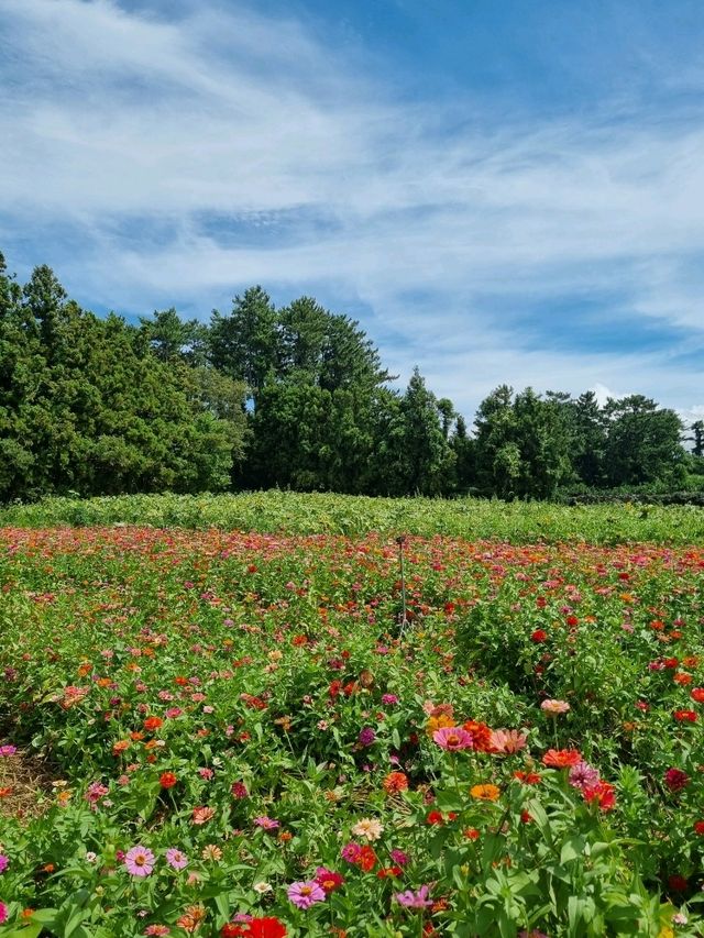 코스모스와 백일홍이 가득한곳🪻🌷🌺🌻
