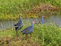 A Full-Day Safari in Yala National Park