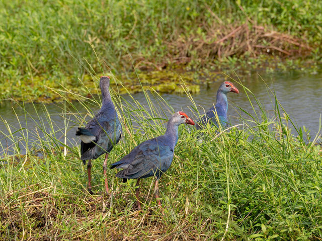 A Full-Day Safari in Yala National Park