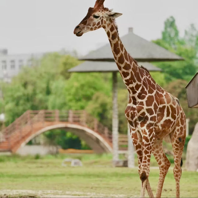廣州動物園-市中心的動物世界