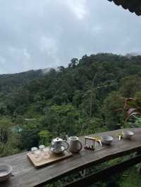 ไร่ชาภูตะวัน เชียงดาว