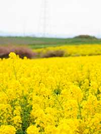 【愛知×知多半島】菜の花など季節の花々が咲き乱れる観光農園