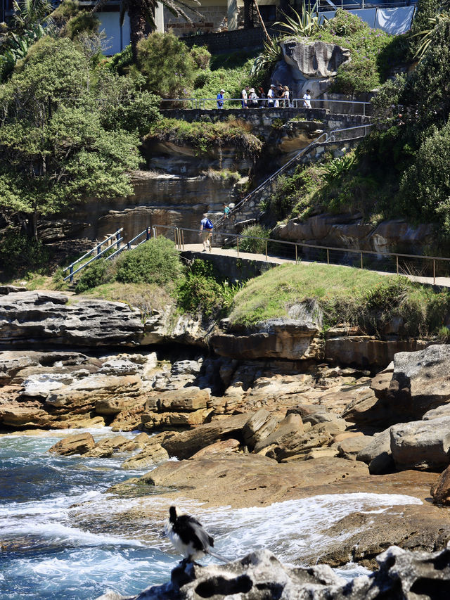  悉尼的海岸奇觀：Bondi to Coogee步道的絕美之旅 🌊🏞️ 