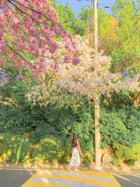 부산 겹벚꽃 명소는 여기! 기억했다 다녀오세요!