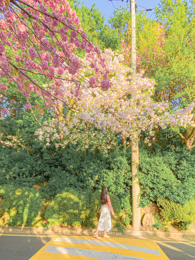 부산 겹벚꽃 명소는 여기! 기억했다 다녀오세요!