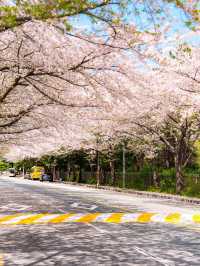 마린시티와 벚꽃을 나란히! 부산 해운대 벚꽃🌸💗