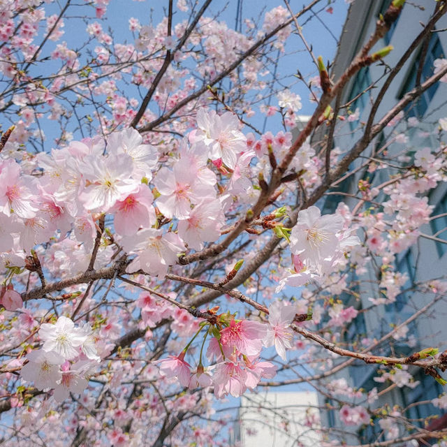復興公園：在“櫻花盛開的日子裡，心情也跟著綻放” 🌸😊