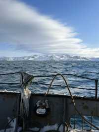 🐋 Whales watching in Teriberka
