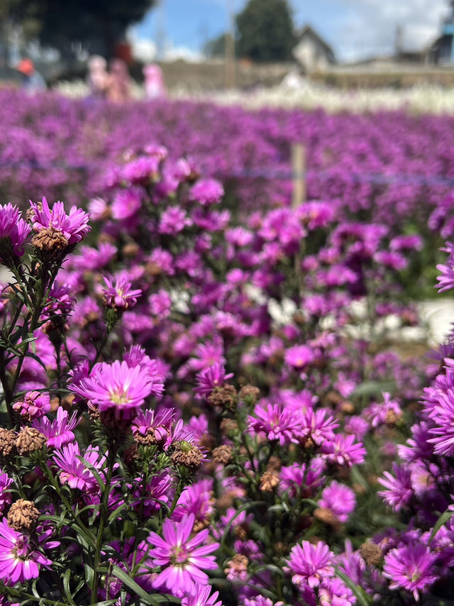 Flower Garden 
