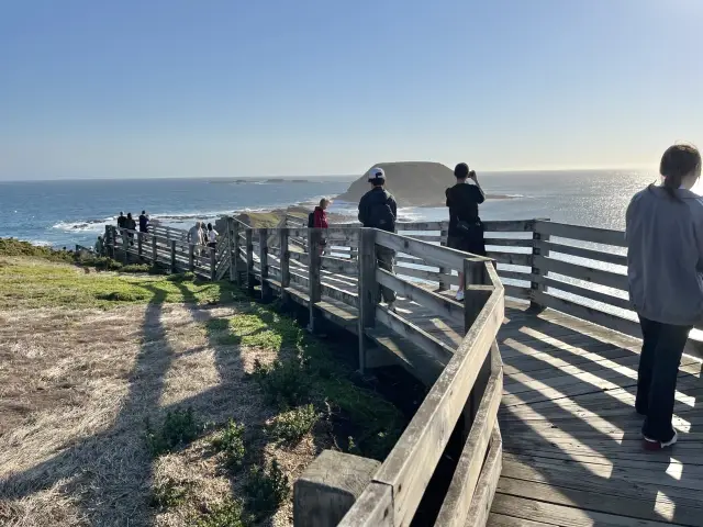 🇦🇺 又有海景又是企鵝的家！🐧