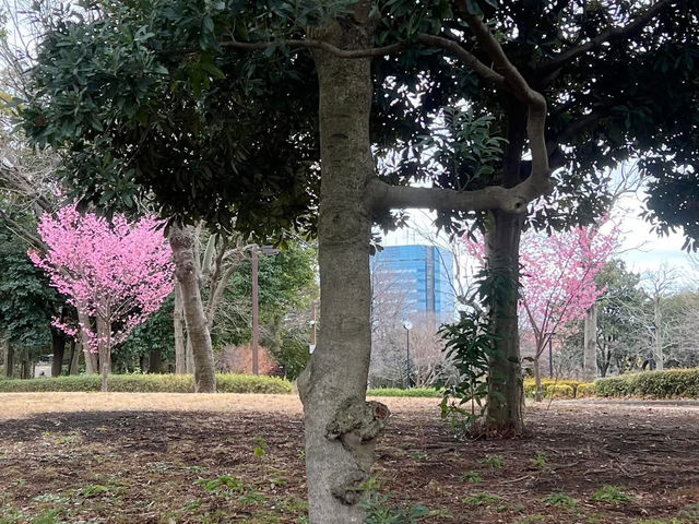 木場公園