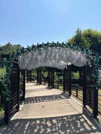 Pocheon Art Valley: A Scenic Cultural Escape with a Monorail Ride